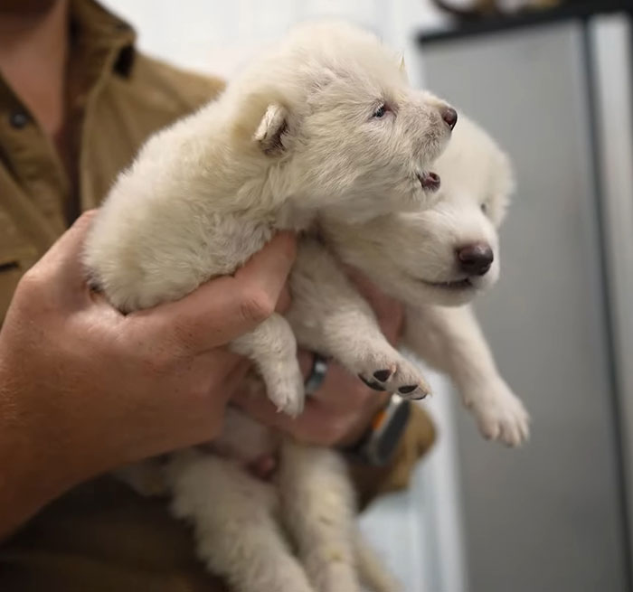Person holding two white dire wolf puppies, related to extinction debate. Person holding two white dire wolf puppies, related to extinction debate.