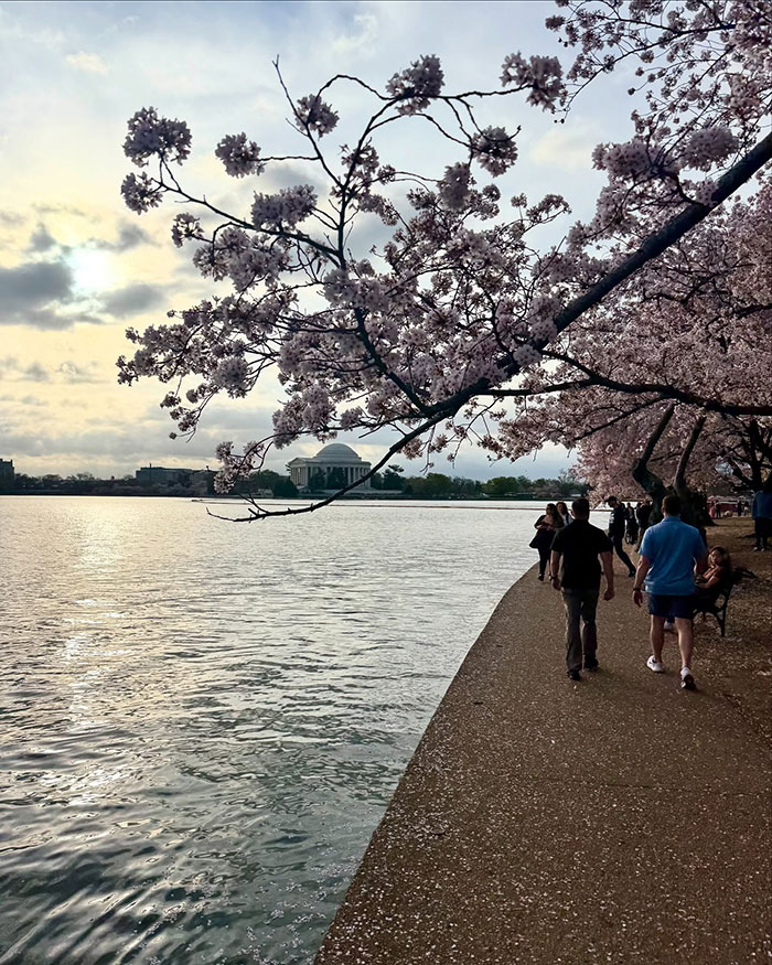 Cherry blossoms by the water with people walking, capturing a serene spring moment near the Jefferson Memorial. Cherry blossoms by the water with people walking, capturing a serene spring moment near the Jefferson Memorial.