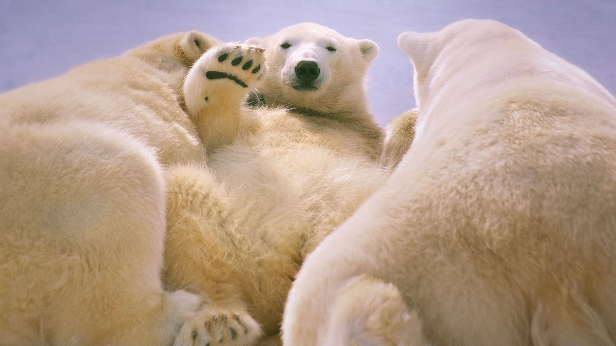 Our Community’s 50 Favorite Nature And Animal Photography Moments, Captured By Talented Photographers