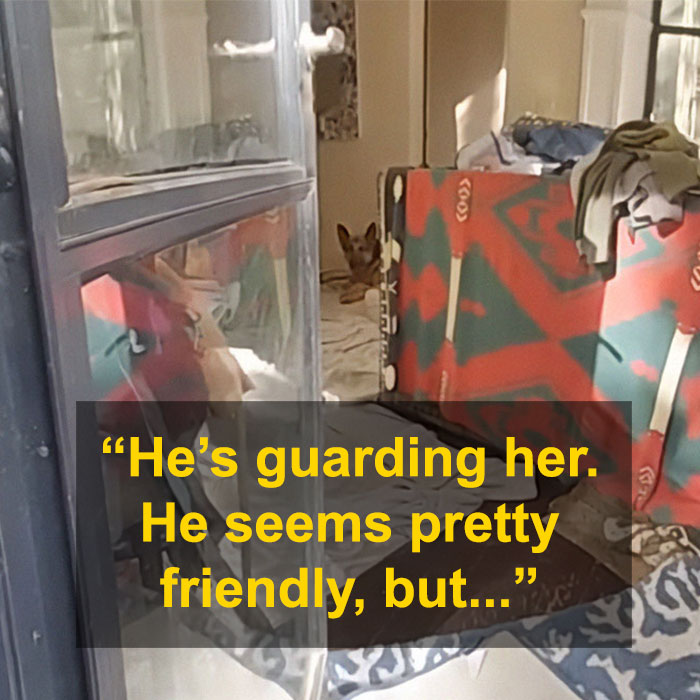 Gene Hackman's dog watching over room, with furniture and a quote overlayed about his protective nature. Gene Hackman's dog watching over room, with furniture and a quote overlayed about his protective nature.