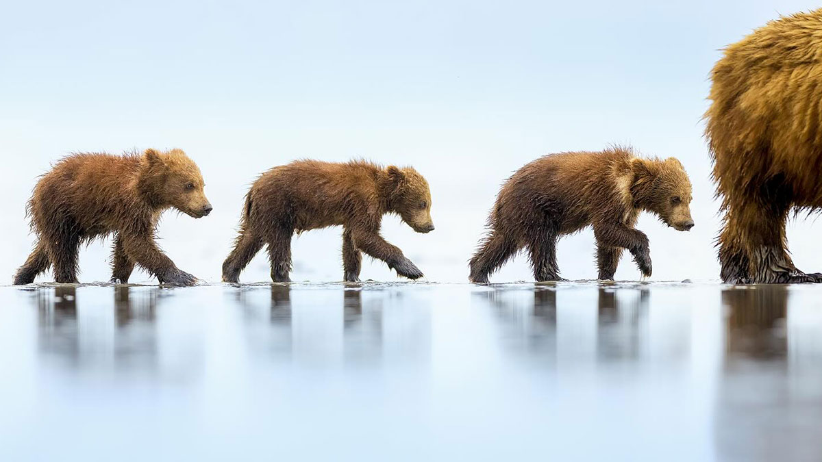 This Photographer Traveled Across The World And Captured These 30 Stunning Wildlife Moments