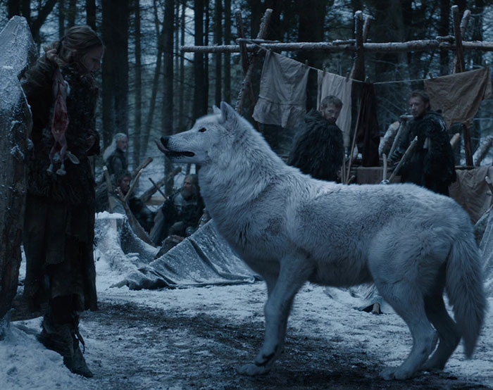Dire wolf from 'Game of Thrones' in a snowy forest scene, interacting with a person. Dire wolf from 'Game of Thrones' in a snowy forest scene, interacting with a person.