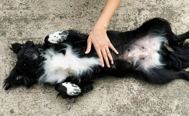 extra-blog-image-BELLY-RUBS-BLACK-AND-WHITE-BORDER-COLLIE.jpg