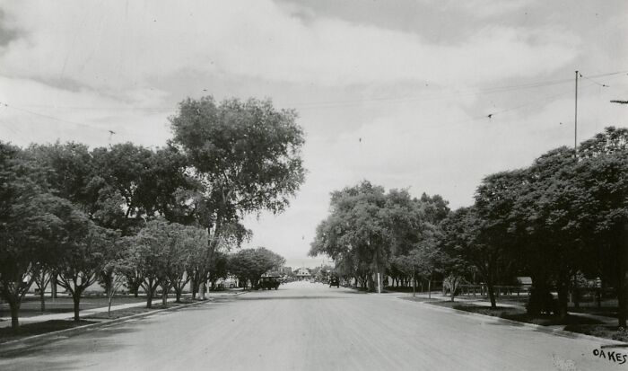 Black and white photo of a tree-lined street in America depicting life from 100 years ago with vintage vehicles in the distance.