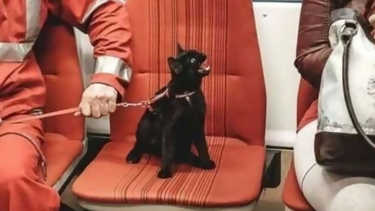 50 Funny, Unhinged And Relatable Memes For Anyone Surviving On Their Last Brain Cell