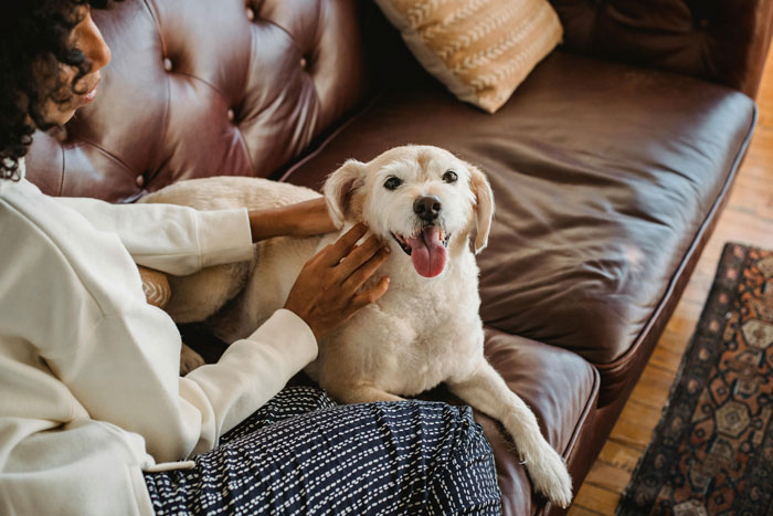 Person petting a happy dog on a couch, illustrating care and companionship. Person petting a happy dog on a couch, illustrating care and companionship.