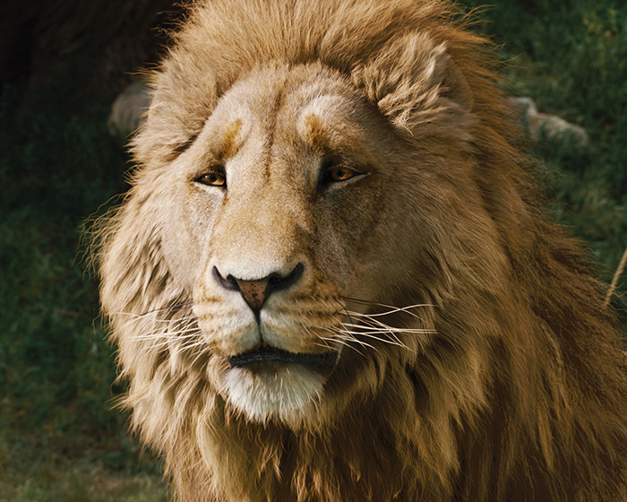 Lion in 'Narnia' reboot amidst gender swap rumors causing widespread outrage. Lion in 'Narnia' reboot amidst gender swap rumors causing widespread outrage.