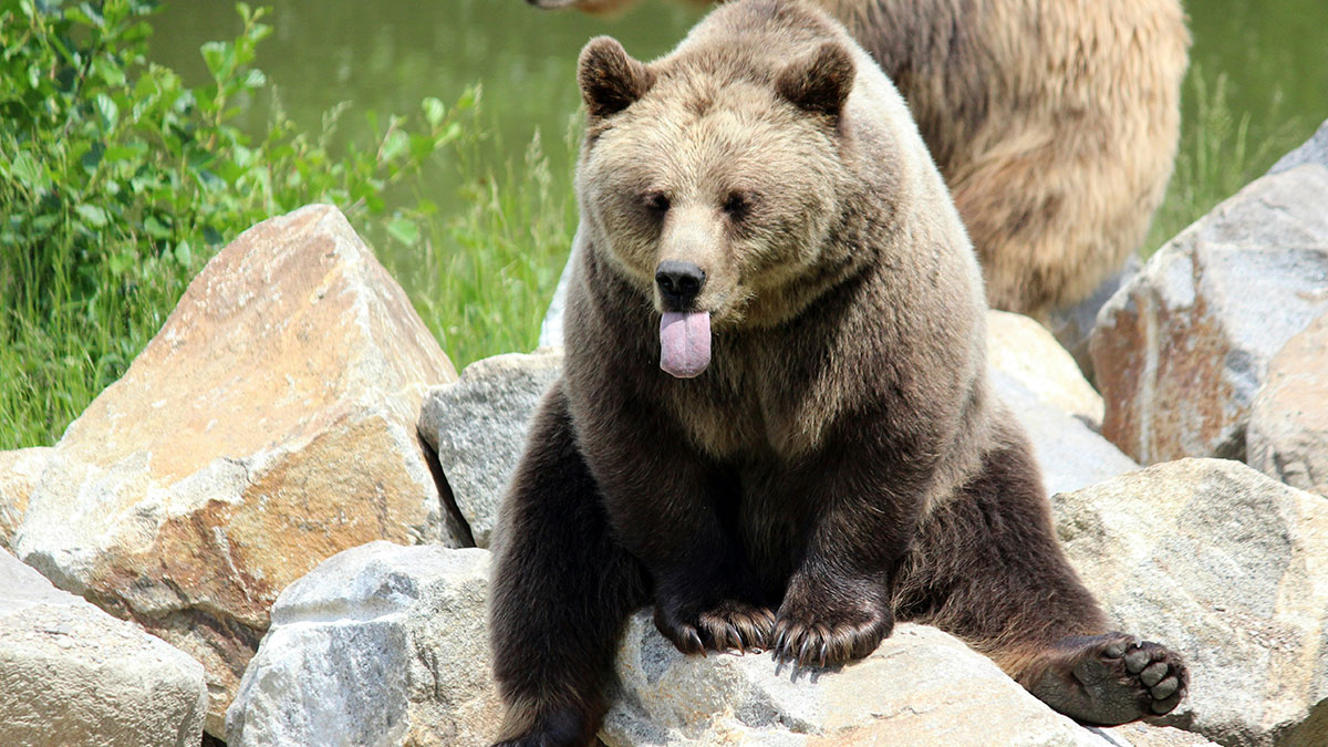 “Grasshoppers Are Older Than Both Grass And Dinosaurs”: 24 Real Historical Facts That Seem Fake