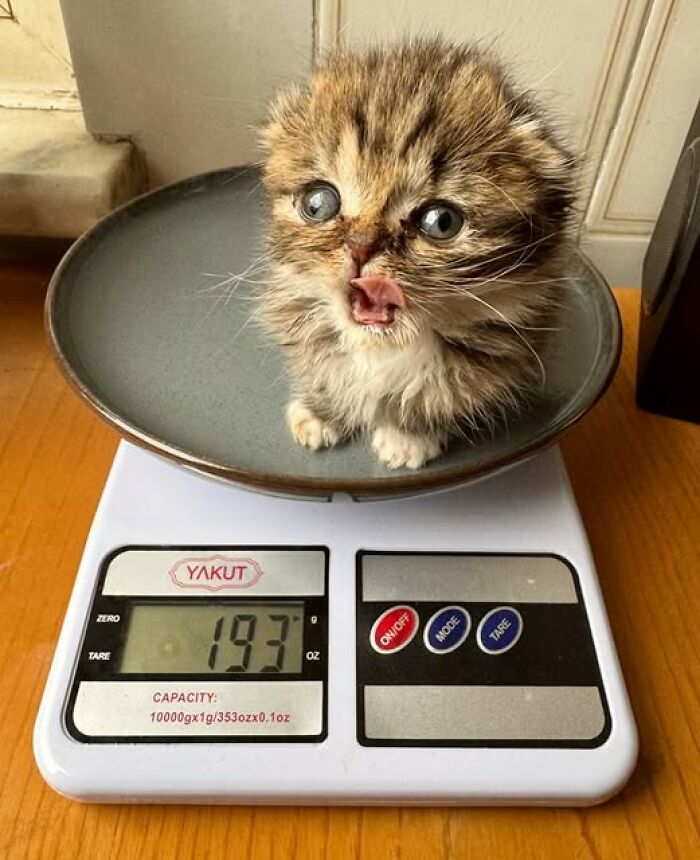 Fluffy kitten hilariously sitting on a digital scale, displaying 19.3 oz.