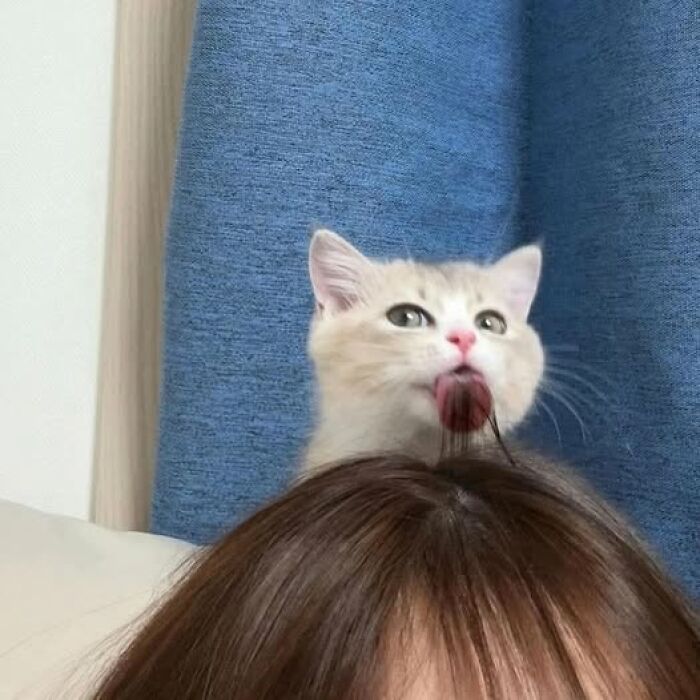 Cute cat hilariously perched on head, licking hair with eyes wide open.