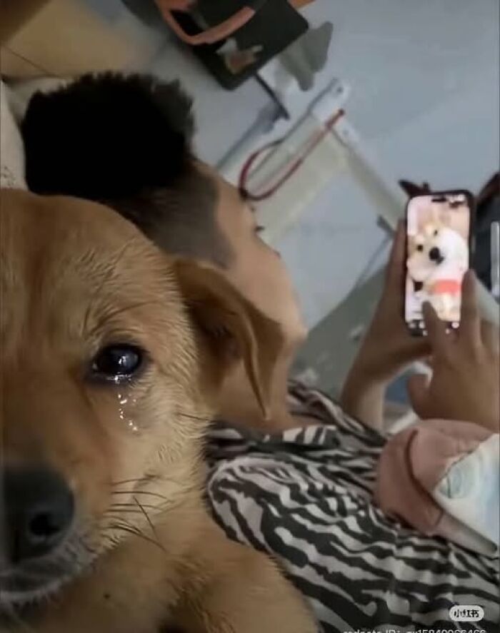 Dog with tears watching owner on phone, funny animal moment captured on camera.