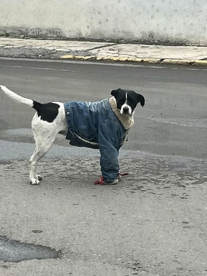 Dog wearing a denim jacket on the street, looking comical and adorable.