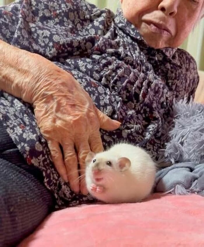 Elderly woman relaxing with a small, fluffy hamster on a pink blanket, capturing a hilarious moment.