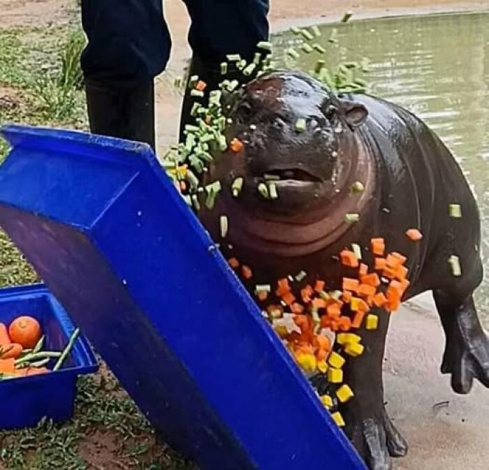 Baby hippo hilariously covered in vegetables after playful spill by the pond.