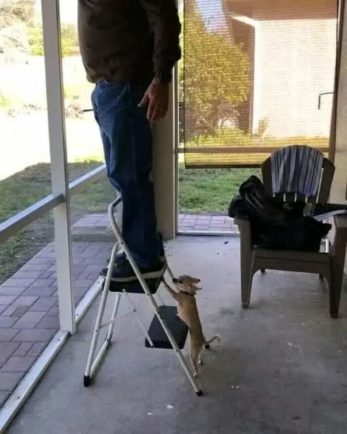 Person on a stepladder with a small dog playfully holding onto their pants, creating a hilarious animal moment.