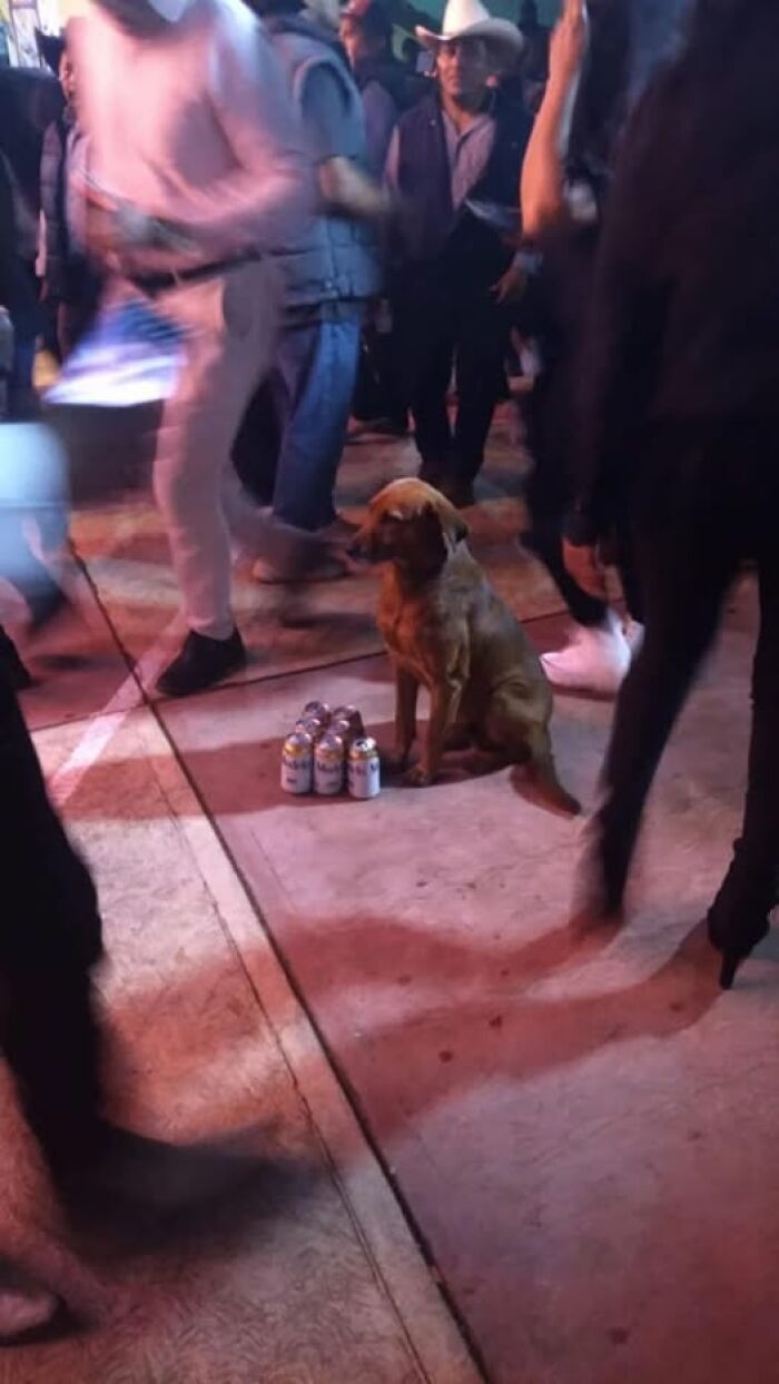 Dog sitting beside beer cans at a crowded event, capturing a hilarious moment on camera.