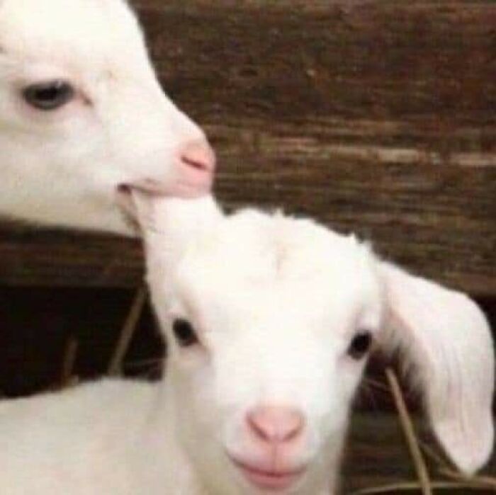 Two playful goats, one nibbling the other's head, showcasing a hilarious animal moment.