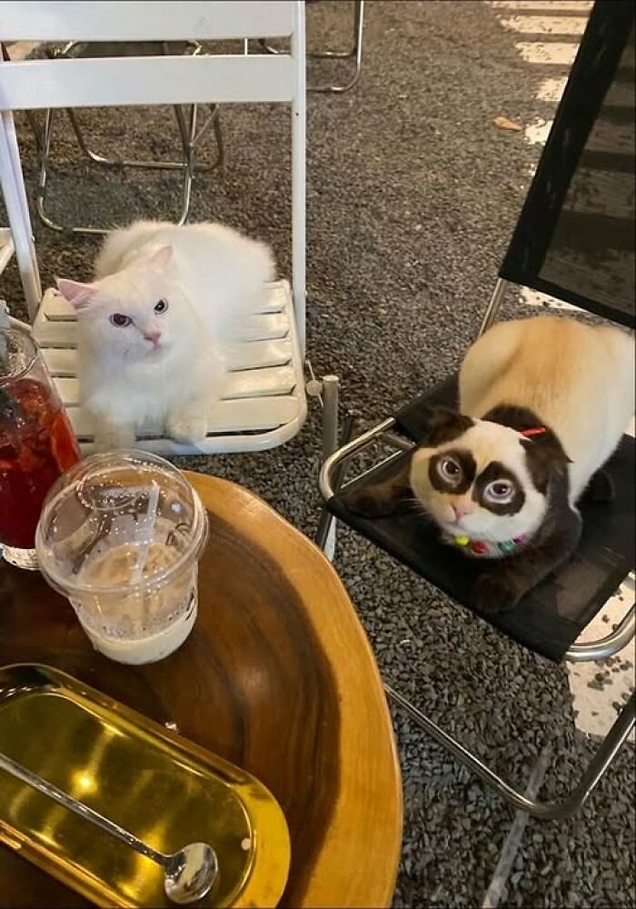 Two cats sitting on cafe chairs, one white and fluffy, the other with unique markings, creating a hilarious animal moment.