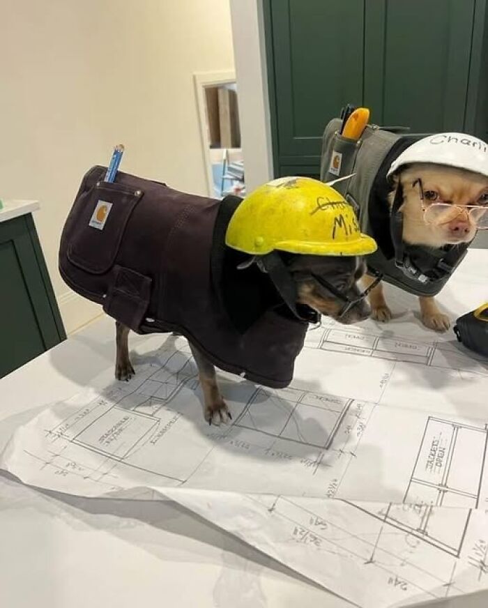 Two dogs wearing construction outfits and helmets stand on architectural plans.