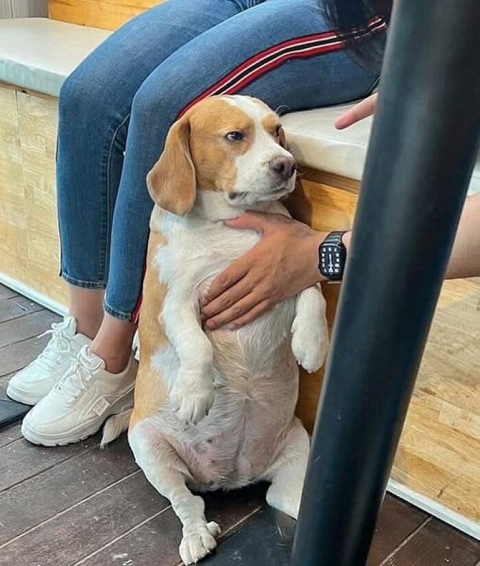 Beagle sitting upright with a funny expression, leaning against a person’s leg while being gently held.