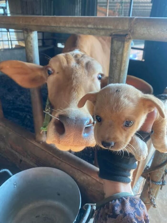 A cow in a pen curiously sniffs a small puppy being held up by a person, showcasing a funny animal moment.