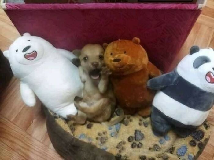 A cute puppy posing with stuffed animal toys, showcasing a hilarious moment caught on camera.
