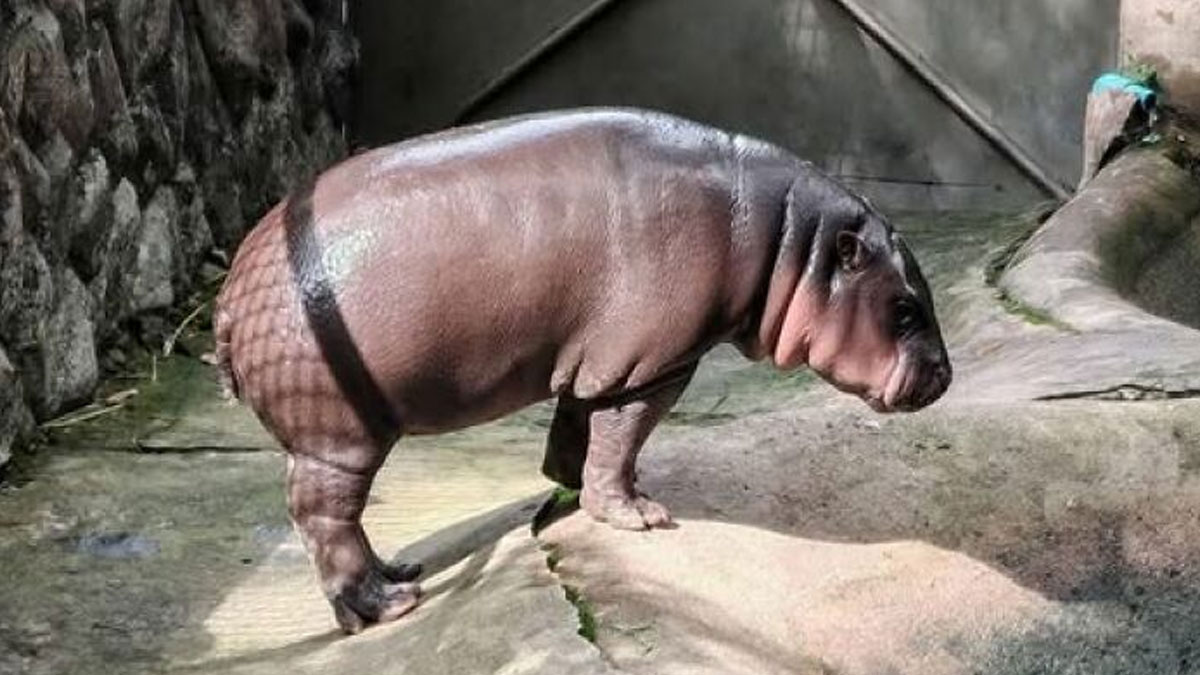 50 Of The Most Hilarious And Cute ‘Important Animal Images’ To Brighten Your Day (New Pics)