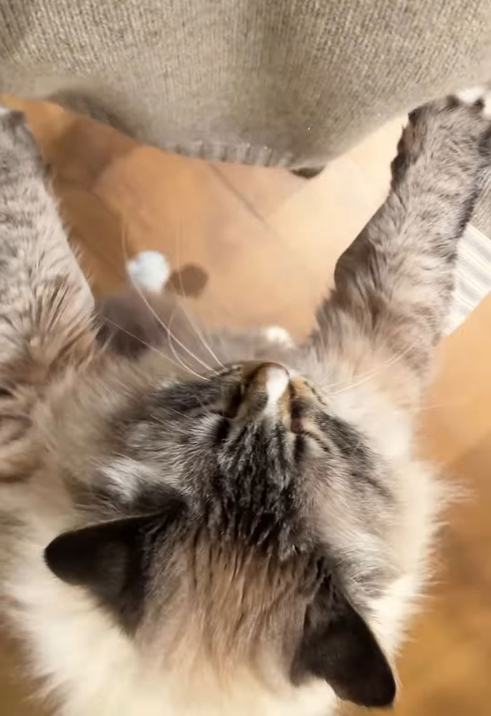 Fluffy cat standing on hind legs, reaching up on a wooden floor, sparking PETA-related controversy discussions. Fluffy cat standing on hind legs, reaching up on a wooden floor, sparking PETA-related controversy discussions.