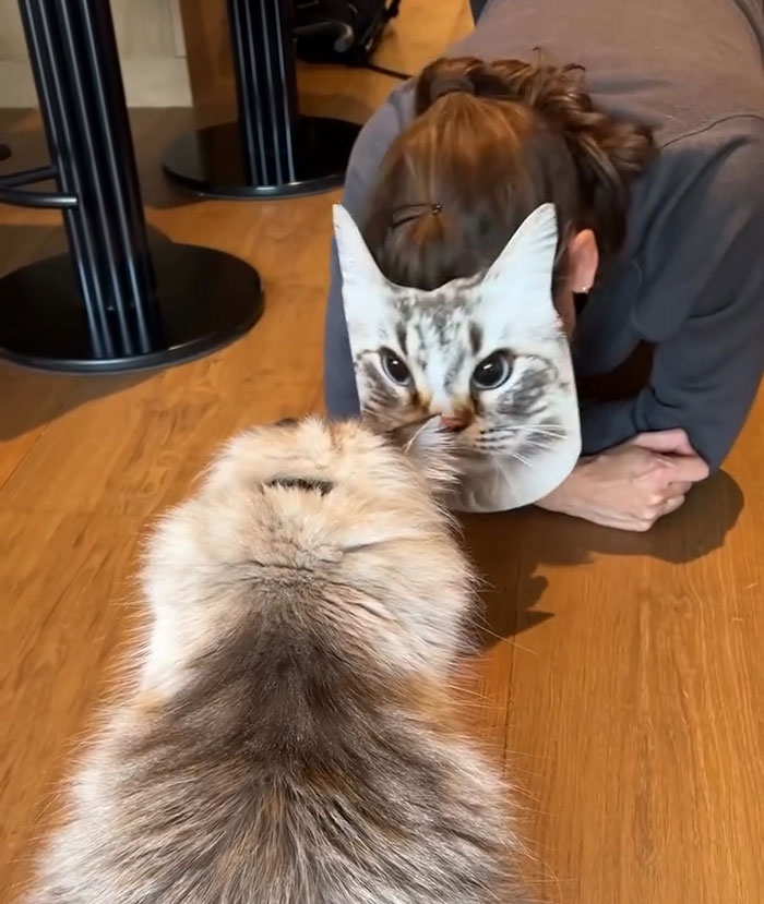 Person wearing a cat mask interacting with a fluffy cat, related to animal cruelty concerns. Person wearing a cat mask interacting with a fluffy cat, related to animal cruelty concerns.