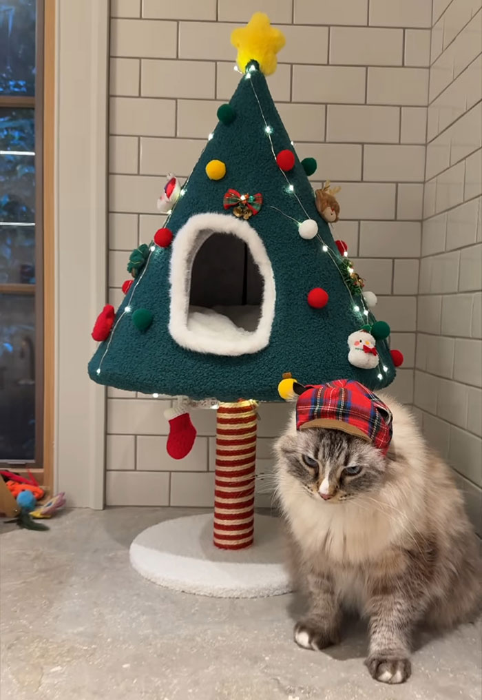 Cat wearing a plaid hat beside a Christmas tree-shaped cat house, related to animal cruelty debate. Cat wearing a plaid hat beside a Christmas tree-shaped cat house, related to animal cruelty debate.