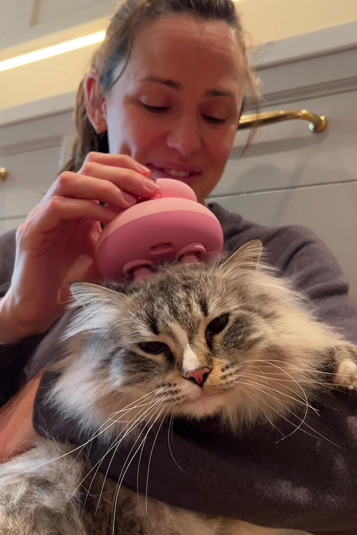 Person gently using a pink massager on a fluffy cat, focusing on animal welfare concerns. Person gently using a pink massager on a fluffy cat, focusing on animal welfare concerns.