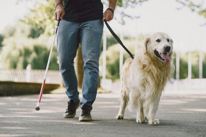 Man walking with a guide dog and white cane on a sunny day, exemplifying a normal activity.