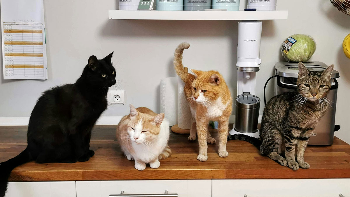 Man Comes Up With A Plan To Annoy Neighbor For Years After She Poisons His Cats