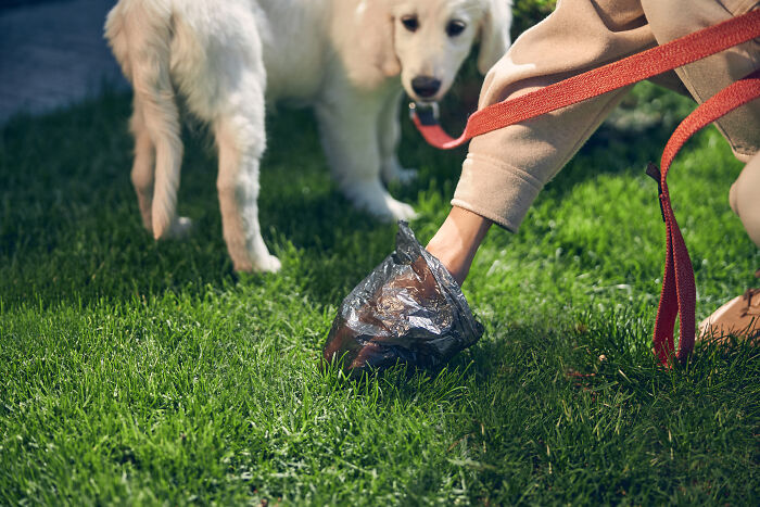 Woman picking up after her dog on grass, addressing neighbor’s cat issue in shared yard. Woman picking up after her dog on grass, addressing neighbor’s cat issue in shared yard.