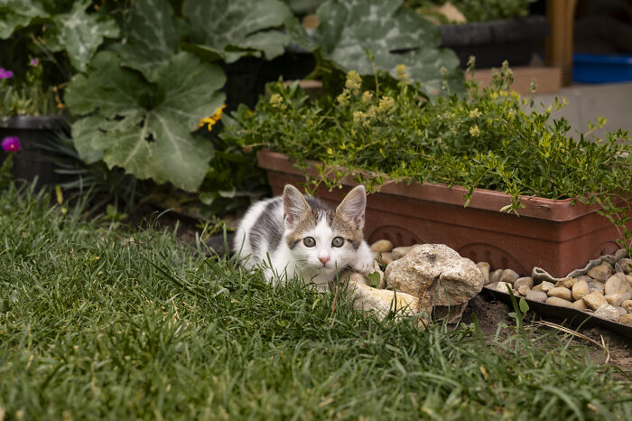 Cat resting in a garden surrounded by plants and grass, highlighting neighbor yard issues. Cat resting in a garden surrounded by plants and grass, highlighting neighbor yard issues.