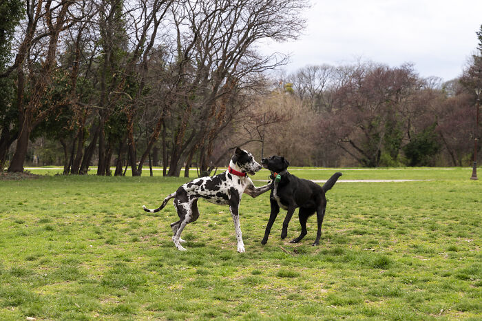 Two dogs playing in a grassy yard area bordered by trees. Two dogs playing in a grassy yard area bordered by trees.