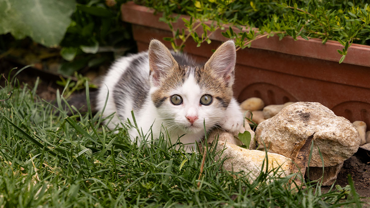 Neighbor’s Cats Turn Woman’s Garden Into A Litter Box, She Finally Snaps And Goes Off On Their Owner
