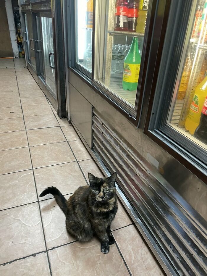 The Legendary Zorro Swipe: When Bodega Cats Fight City Hall
