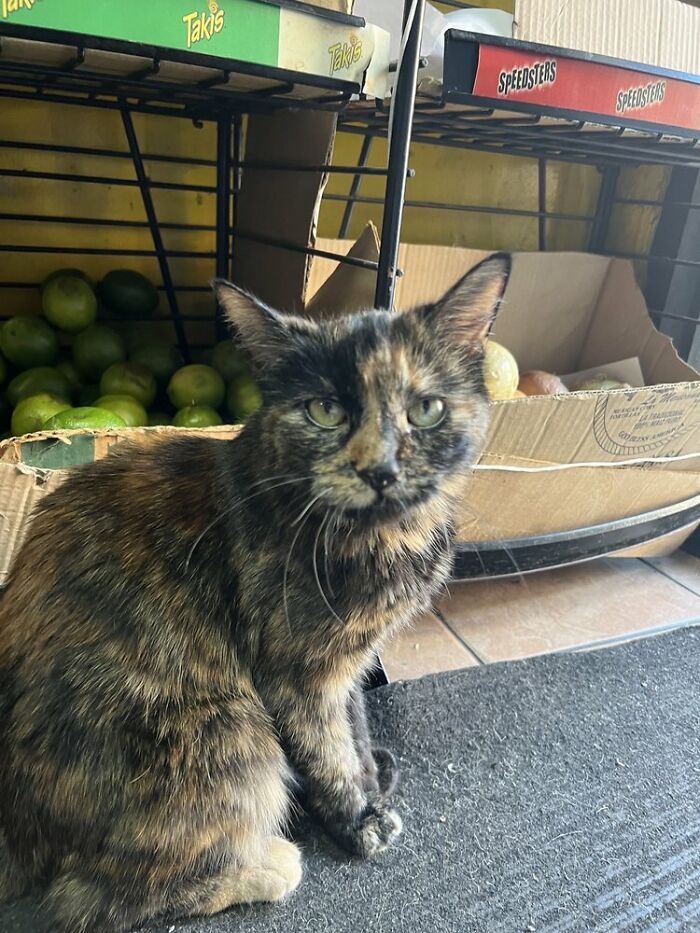 The Legendary Zorro Swipe: When Bodega Cats Fight City Hall