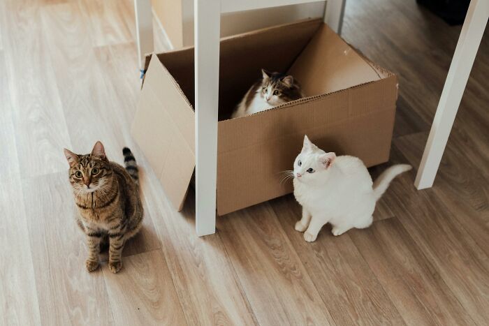 Three cats on wooden floor; two sitting, one in a cardboard box.