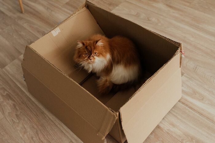 Fluffy orange cat sitting inside a cardboard box on a wooden floor, capturing relationship arguments humor in a quirky way.