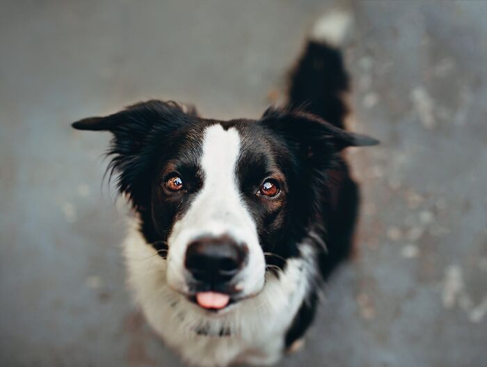A black and white dog with its tongue out, looking up curiously, capturing a moment of playful confusion.