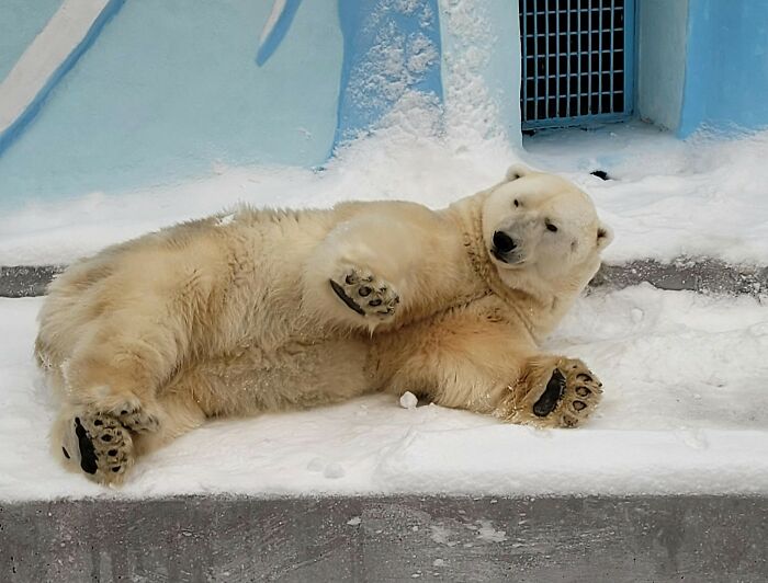 Polar bear lying on snow in a cold enclosure, showcasing a super normal thing in a winter country environment.