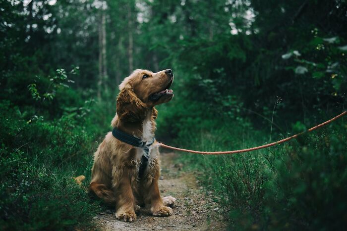 Golden retriever sitting on a forest path on a leash, symbolizing unexplainable pain people endure in nature.