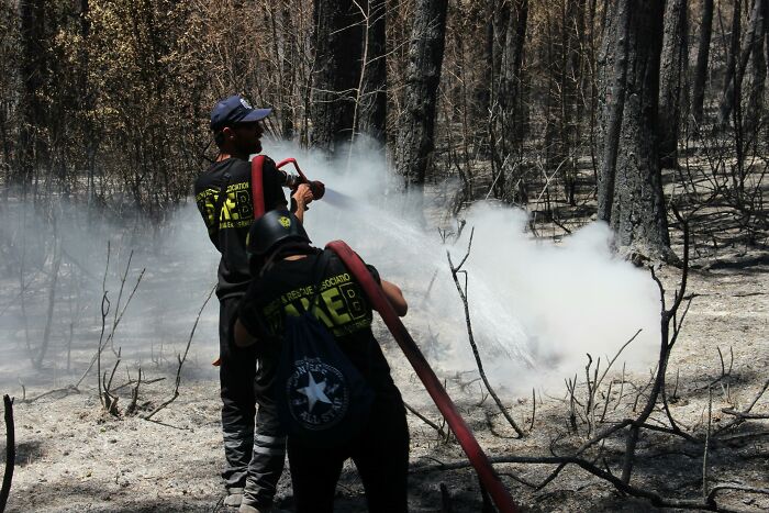 Firefighters extinguishing a forest fire in a super normal thing country with smoky, charred woodland surroundings.