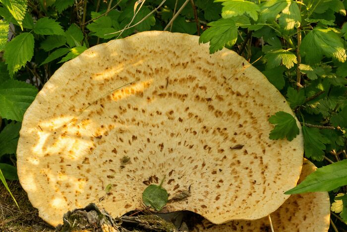 Large mushroom with a speckled pattern, partly shaded by green leaves, nestled on the forest floor.