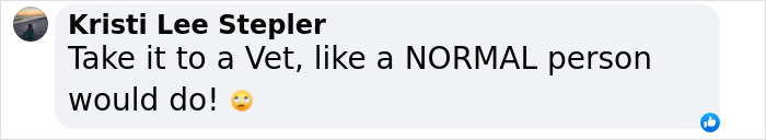 Comment advises taking sick dog to vet after Rachel Zegler's plea for help. Comment advises taking sick dog to vet after Rachel Zegler's plea for help.