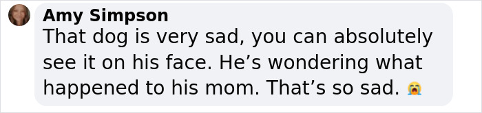 Comment by Amy Simpson describing a sad dog, worried about its missing owner, with a crying emoji. Comment by Amy Simpson describing a sad dog, worried about its missing owner, with a crying emoji.