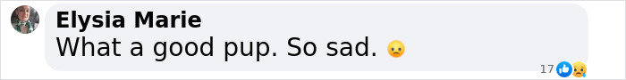 Comment reacting to footage of Gene Hackman's dog, expressing sadness with "What a good pup. So sad. Comment reacting to footage of Gene Hackman's dog, expressing sadness with "What a good pup. So sad.