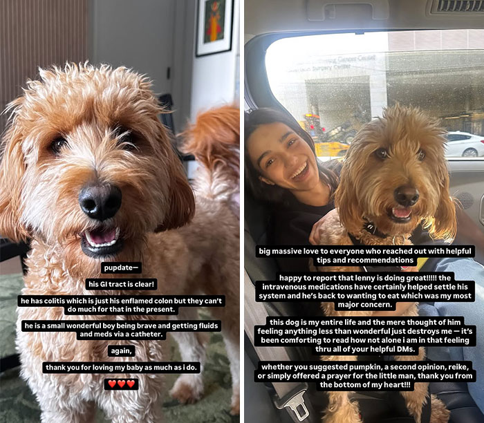 Rachel Zegler with her sick dog seeking help; the dog is recovering, receiving meds via catheter. Rachel Zegler with her sick dog seeking help; the dog is recovering, receiving meds via catheter.